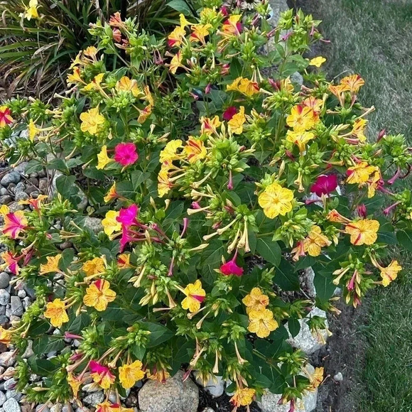 Four O'Clock Marvel of Peru Seeds - 50 seeds - Picture 11 of 11